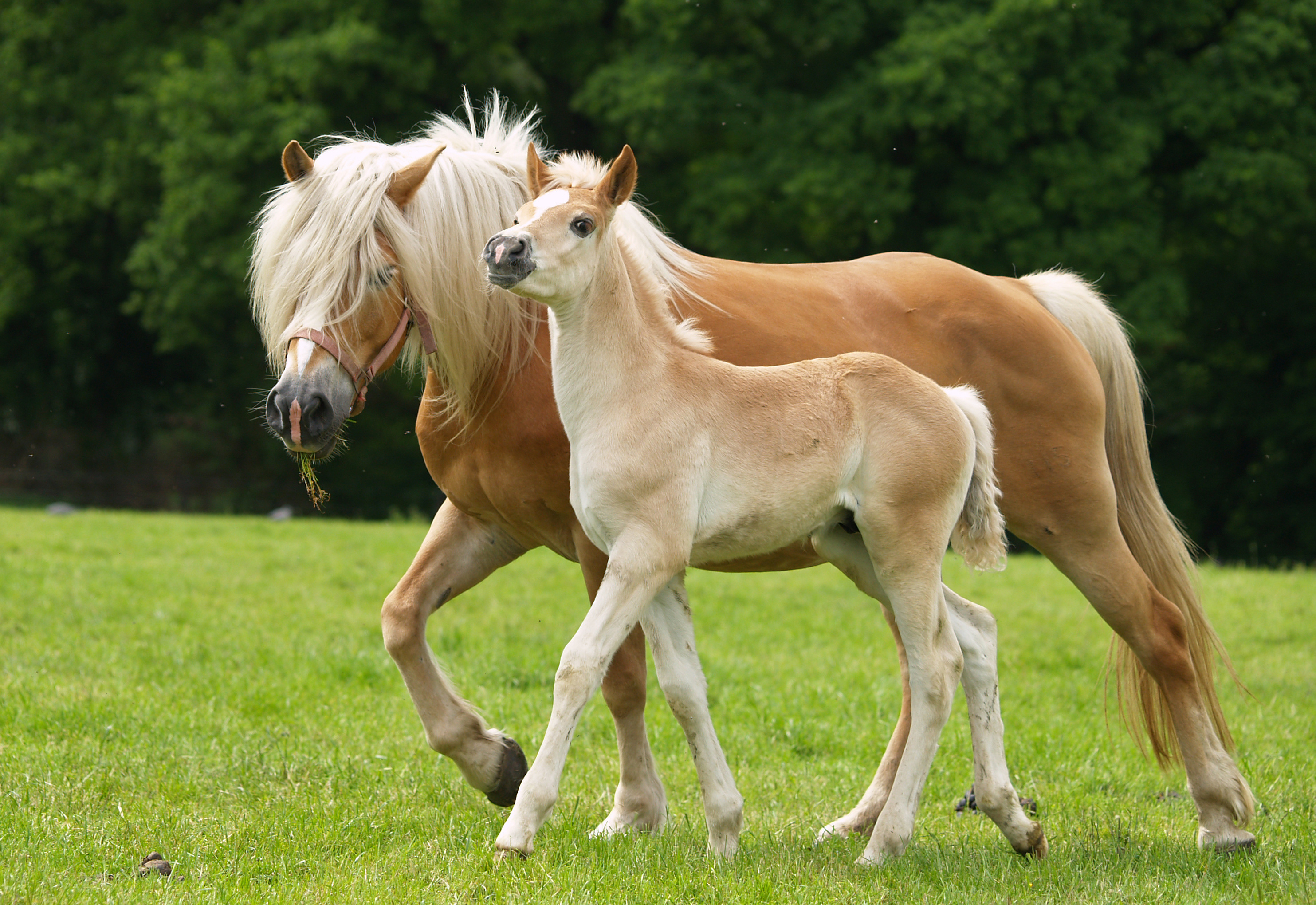 The fundamentals of breeding