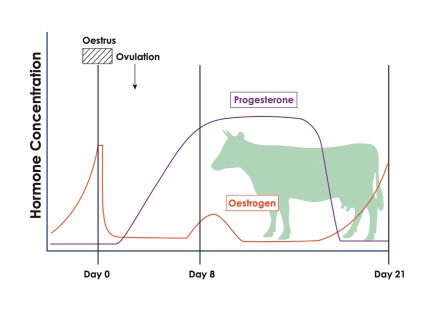 The Importance of Fertility Management in Dairy Cows
