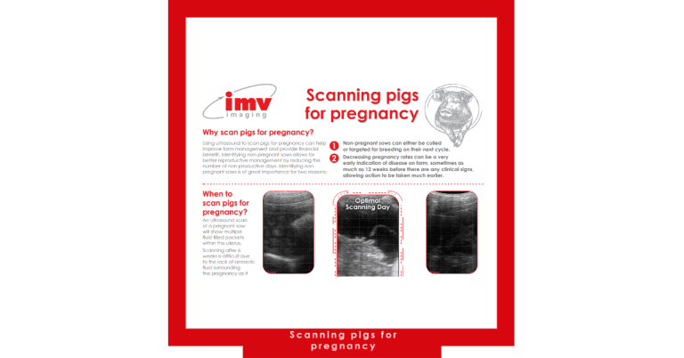 Scanning pigs for pregnancy 768x402