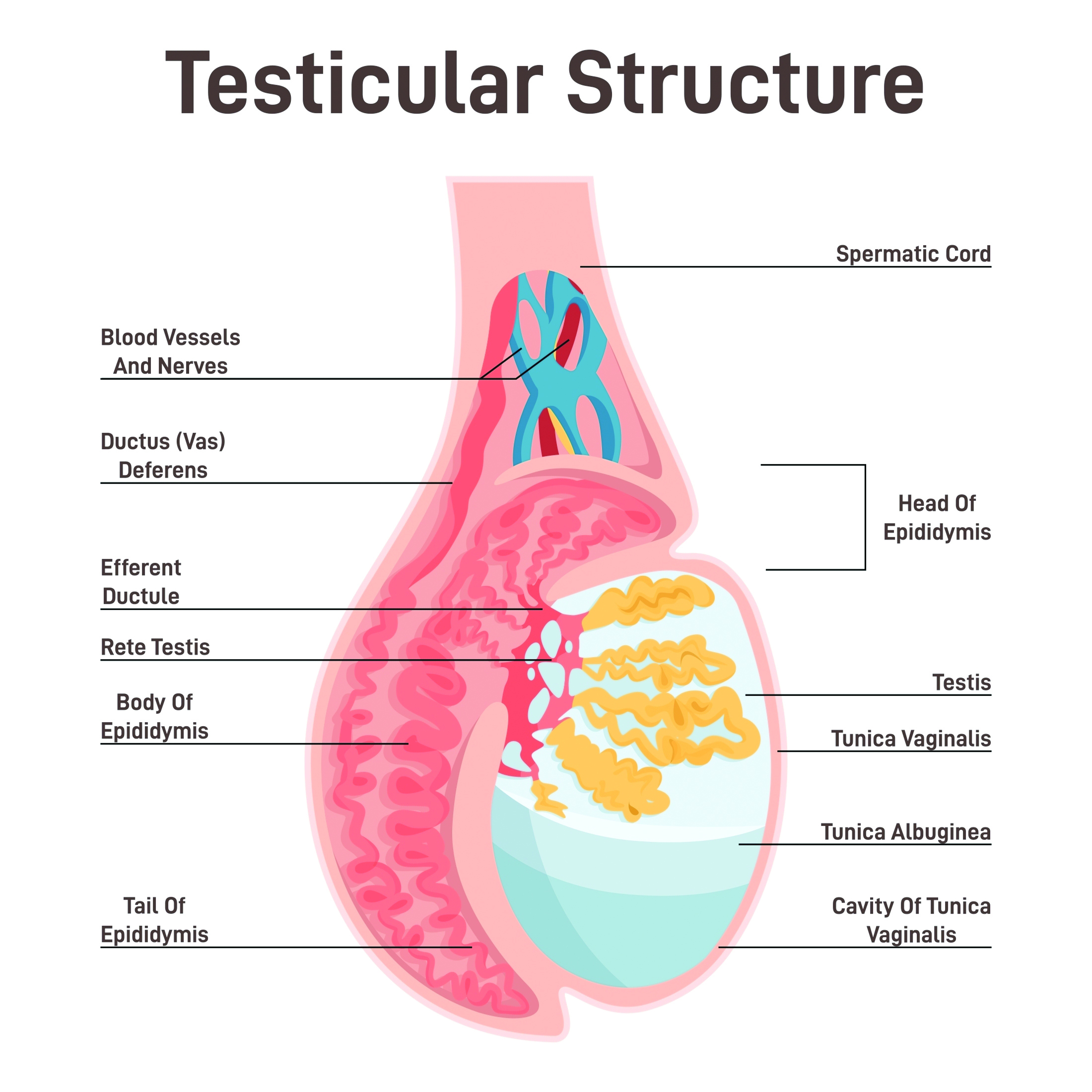 Understanding the Boar’s Reproductive System: The Foundation of Fertility