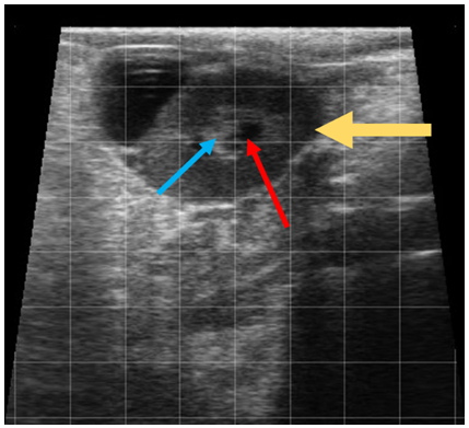 Ultrasonographybovineovary5